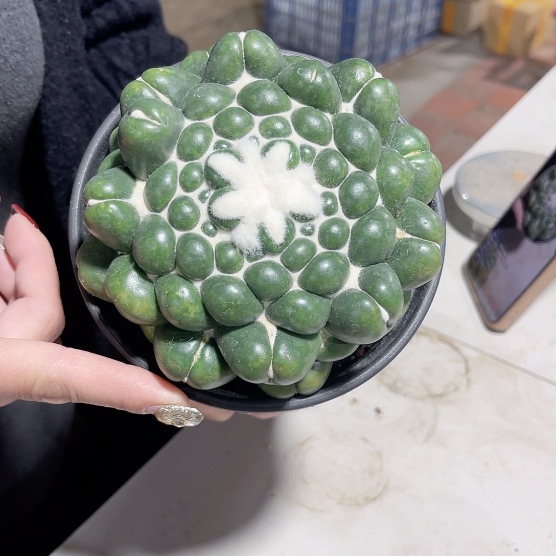 无刺象牙仙人球开花