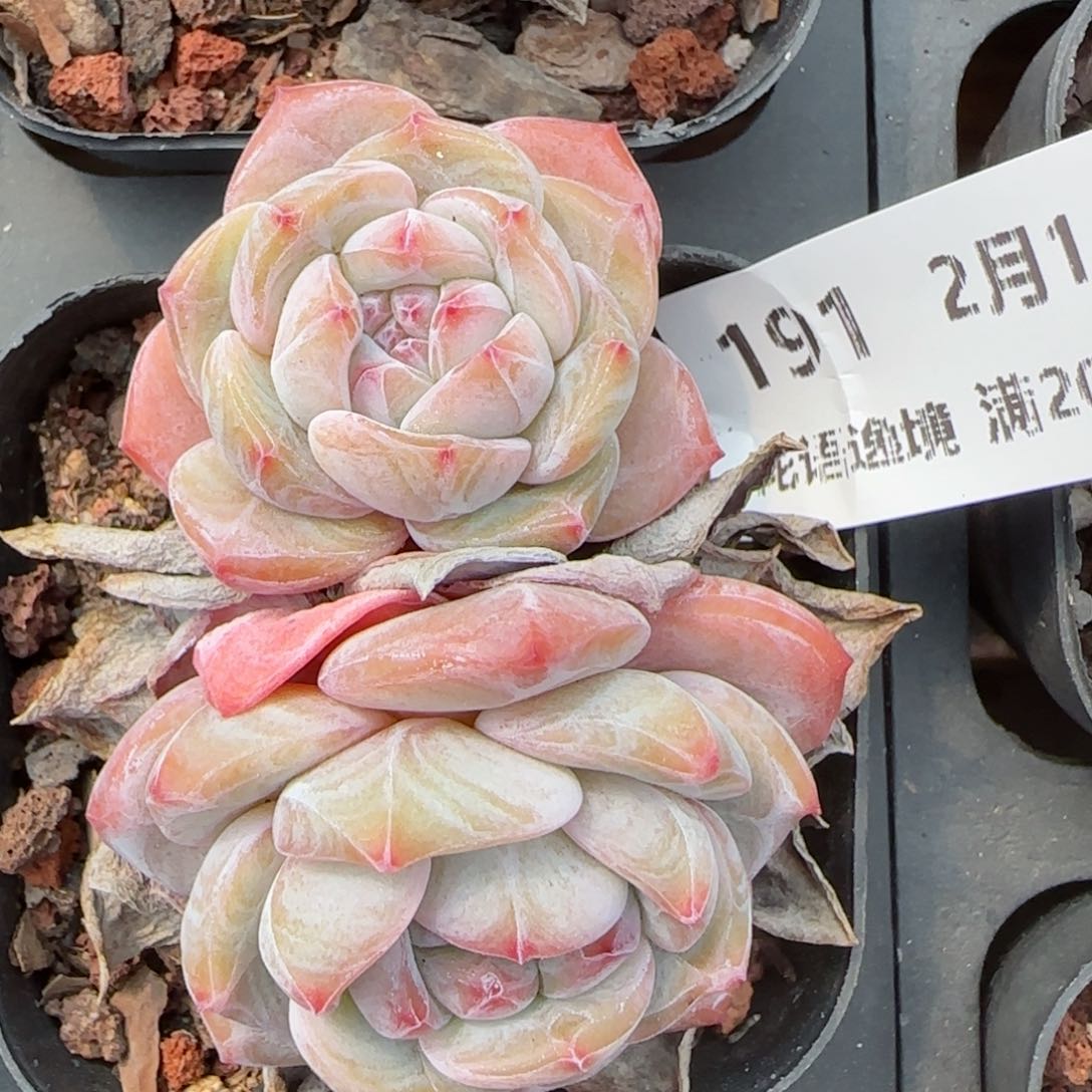 花语逸镜0214-191