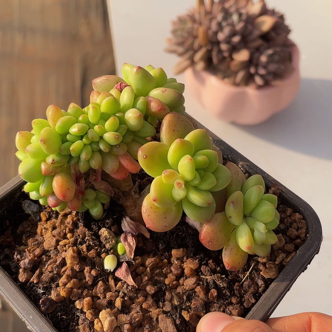 香格里拉缀多肉多肉多肉