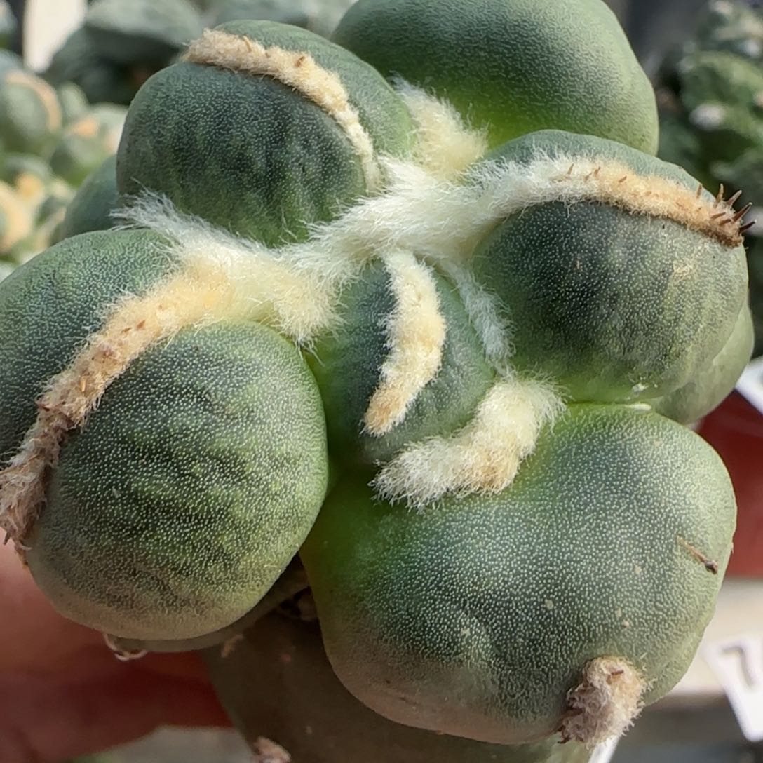 无花朵乒乓球特圆蛋蛋118