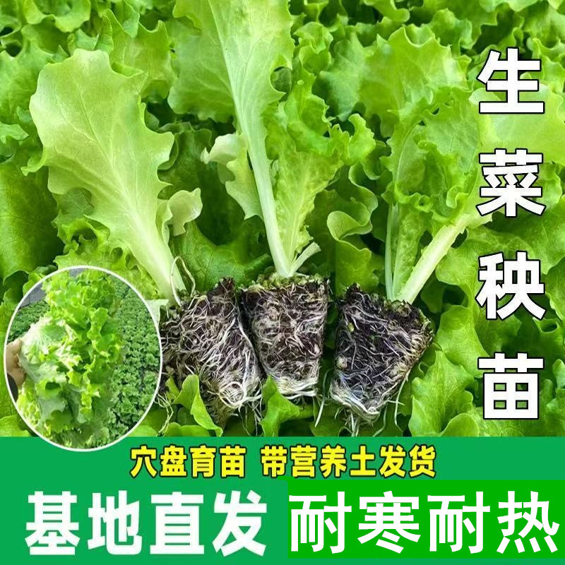 生菜秧苗意大利生菜秧苗品种纯正脆嫩易活带土蔬菜苗四季庭园种植