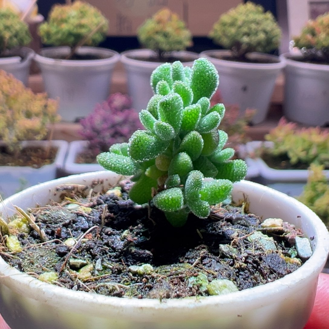 214薄荷莱斯一物一拍包开箱