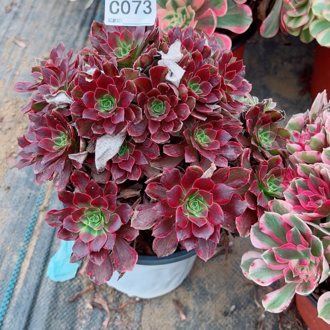 073安娜多肉植物法师多肉