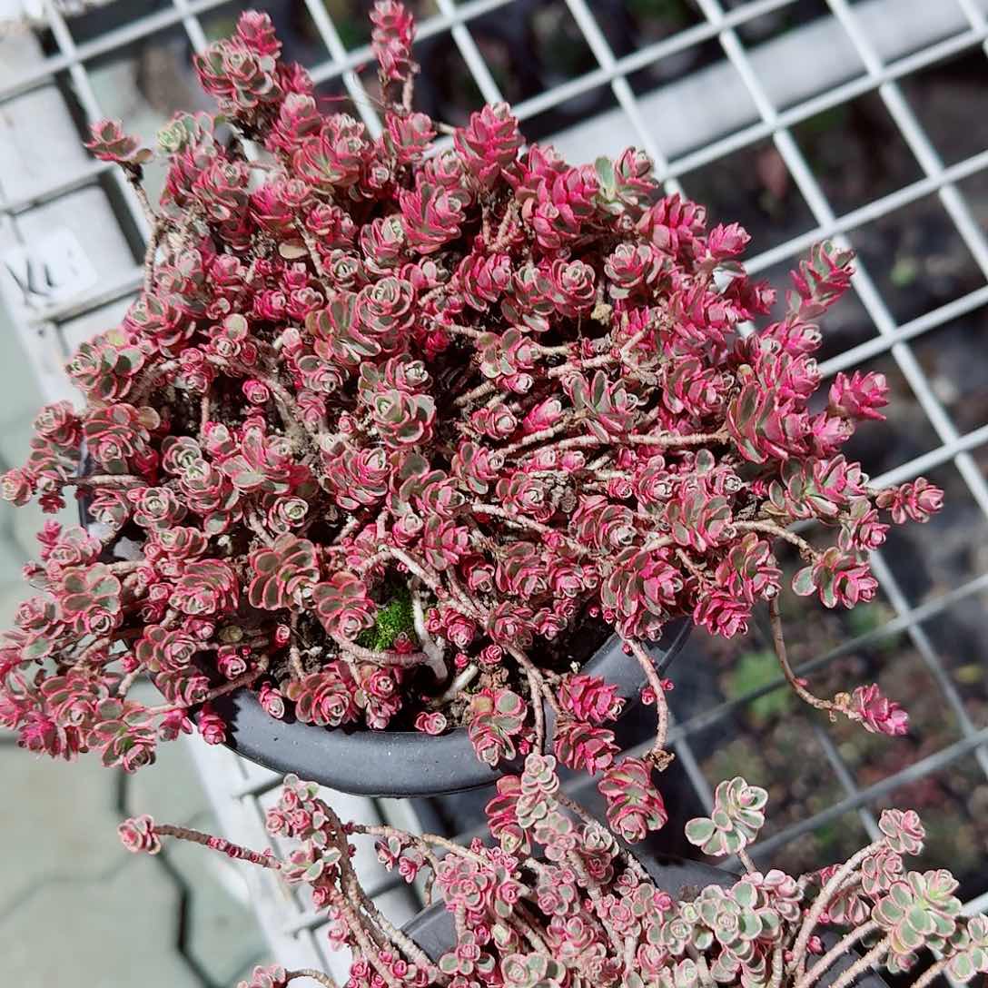 小球玫瑰锦多肉植物