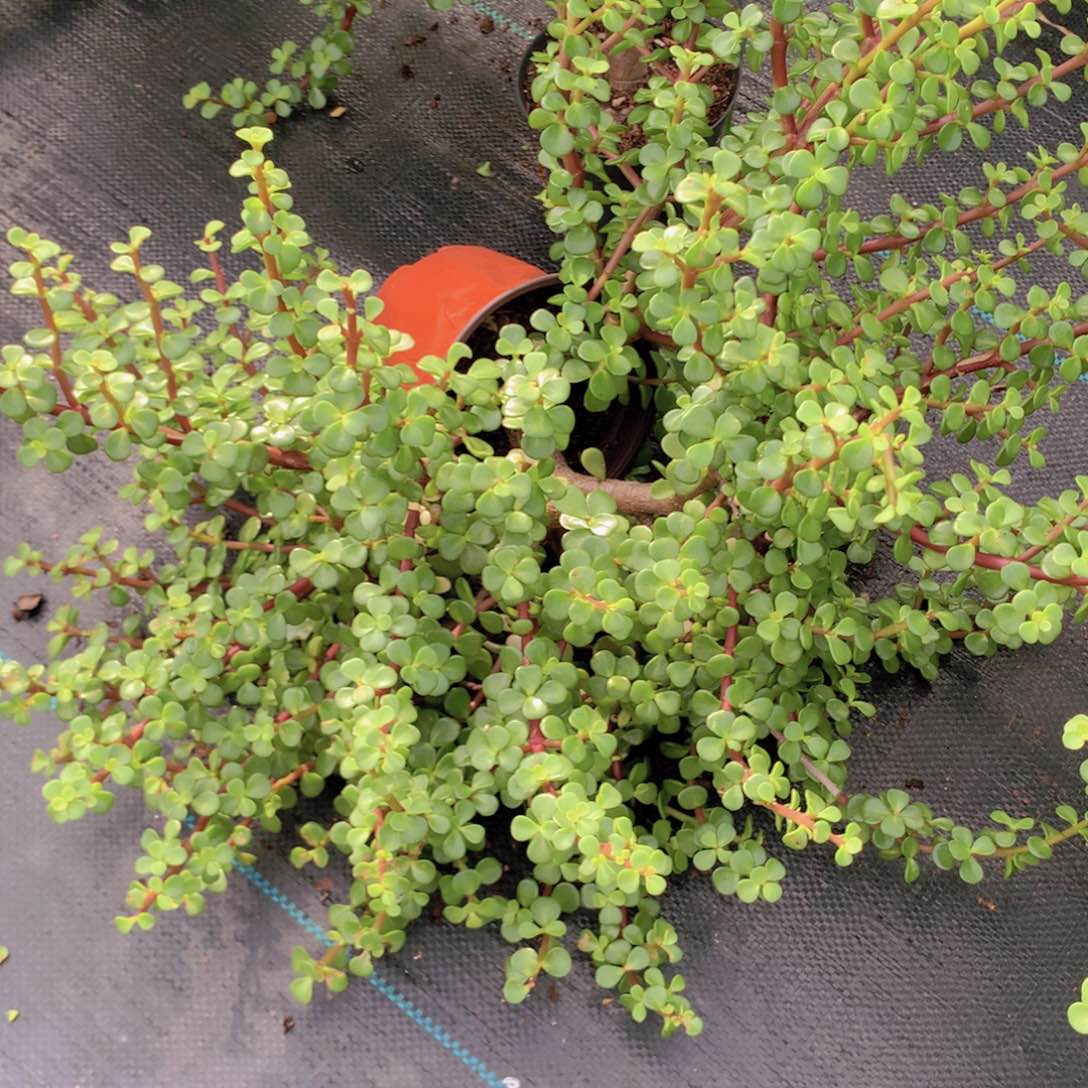 雅乐之舞1个快递包邮
