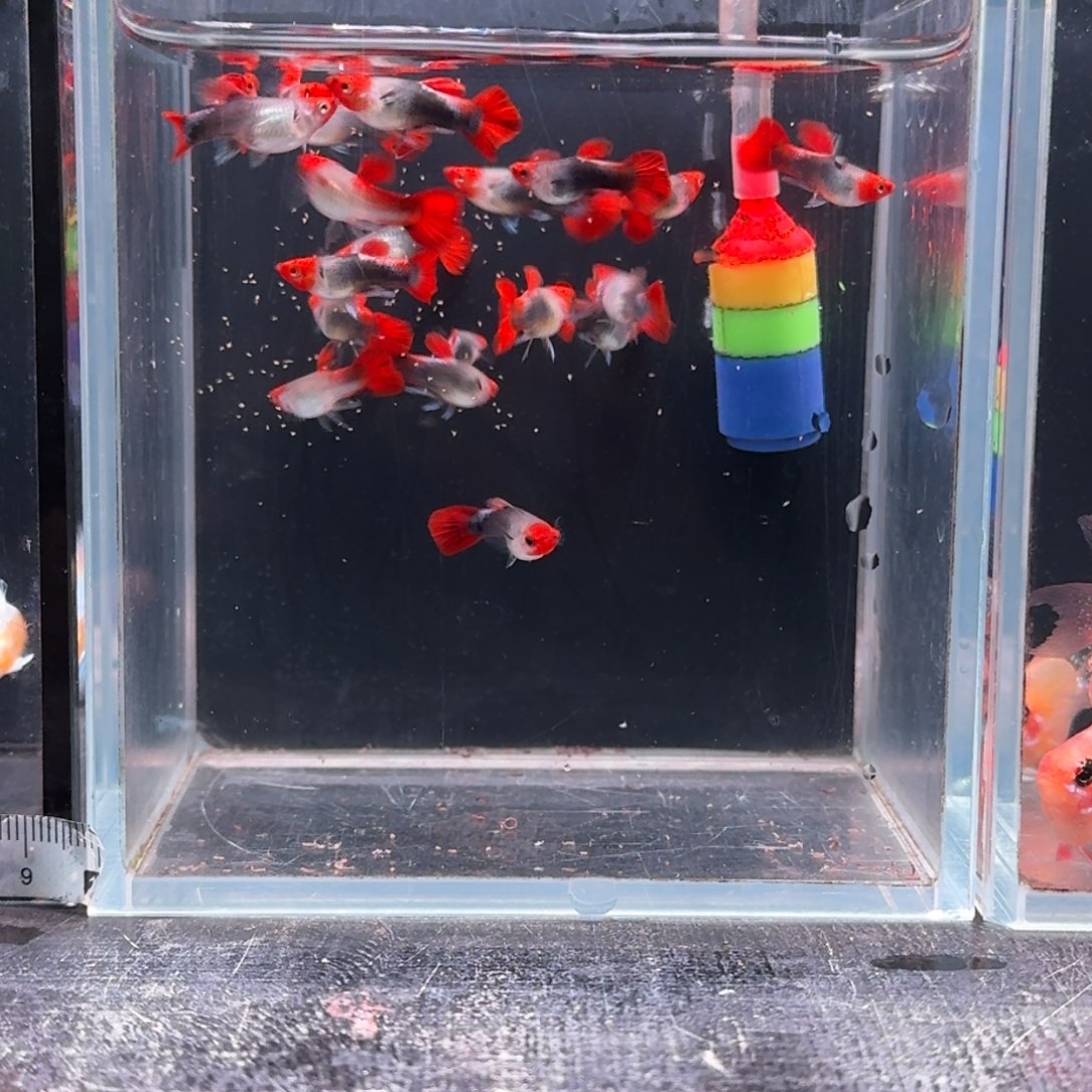 孔雀鱼深海小压成10条