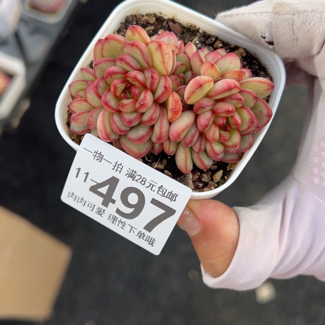 亚当，多肉多肉多肉多肉