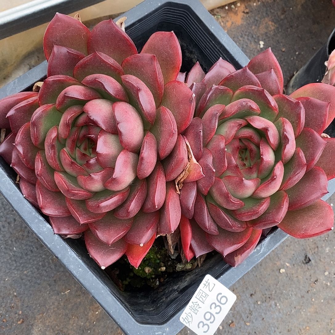 3936杂交老桩基地～18厘米