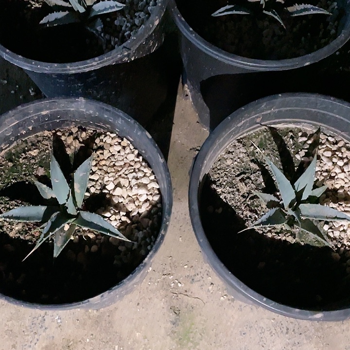 龙舌兰龙舌兰妖艳包邮包邮