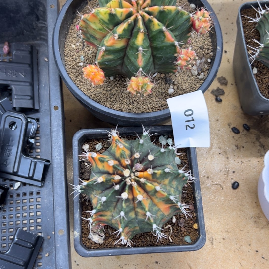 V****012号米哈两颗仙人球多肉植物