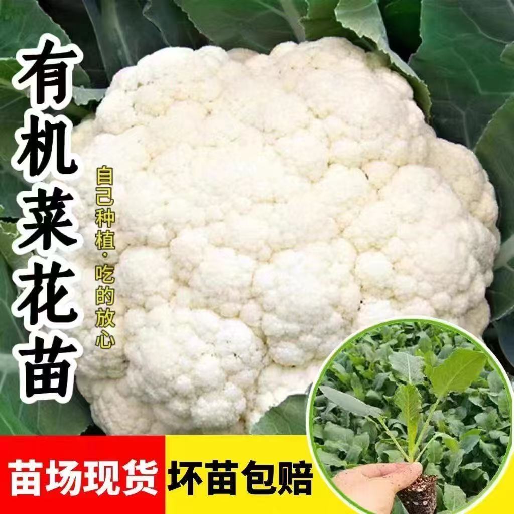 有机花菜苗秧苗青梗松花菜种苗四季阳台庭院种植花椰菜绿色菜花