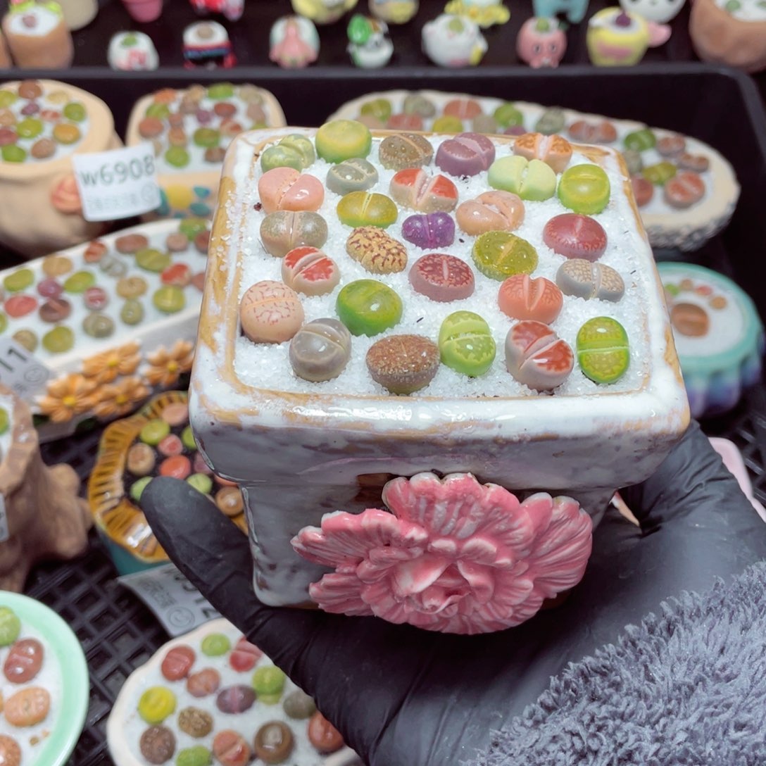 w6918--带盆土发货，零下地区拍保温箱