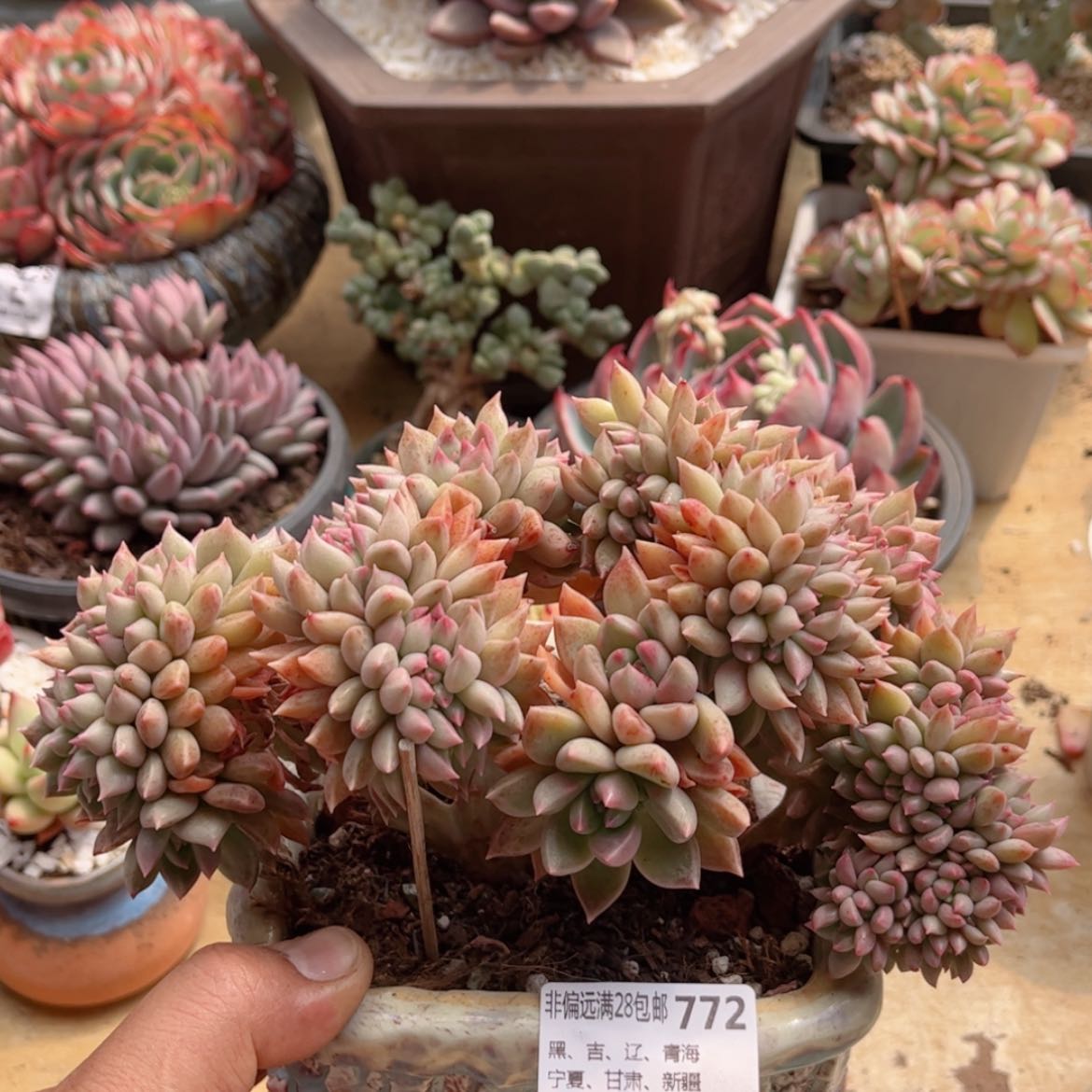 【闪购商品】772璀璨缀