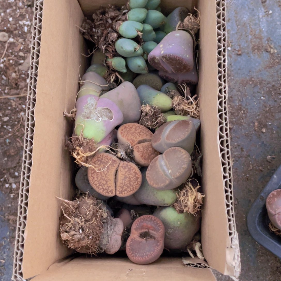 一箱母本888888888