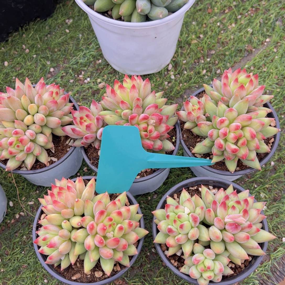 疆****店香玉的故事是一个人的故事吗