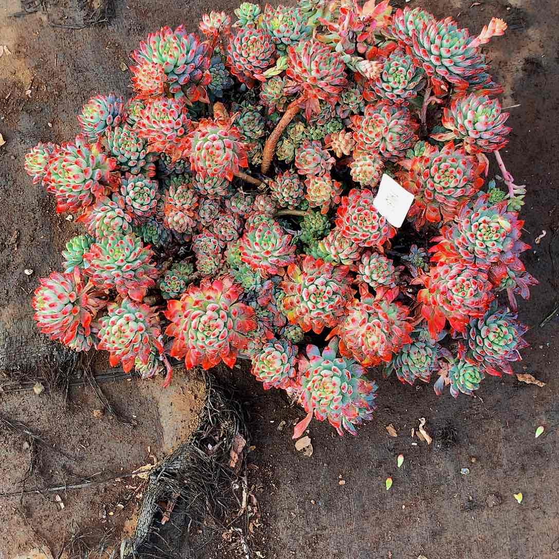 田***尼   蓝苹果多肉19037