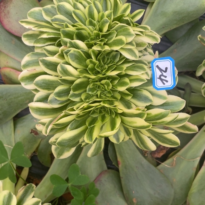 24金丝翡翠朵朵缀化