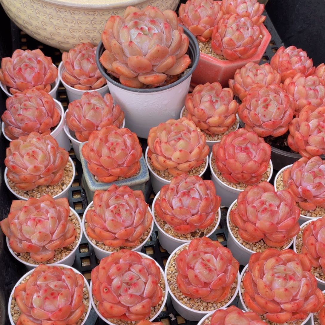 量拍66号 果冻韩版仙女橙单头5个