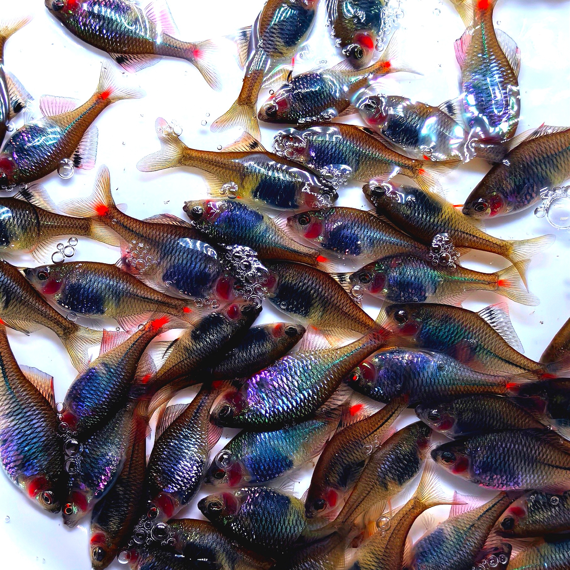 紫罗兰鳑鲏鱼稀有变异薰衣草透磷鳑鲏透鳞变异高体鳑透明鳑鲏鱼