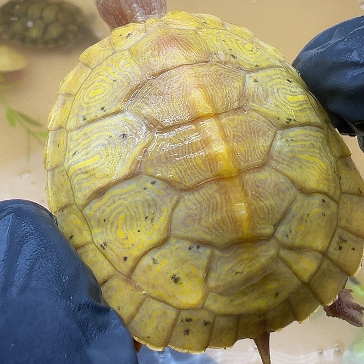 绿毛龟母巴西龟1111