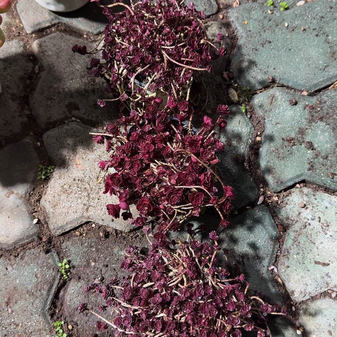 小球玫瑰多肉植物