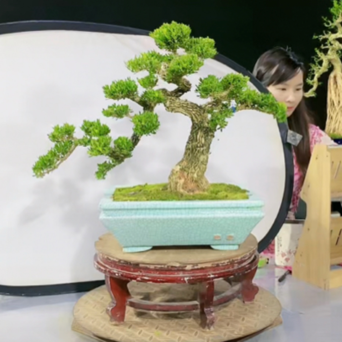 黄杨盆景盆栽花卉绿植高端景观微盆景意境桩石湾盆家居摆件造景