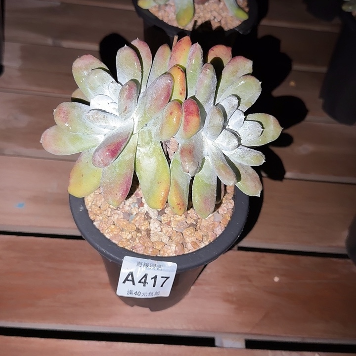 拇指仙女杯多肉植物