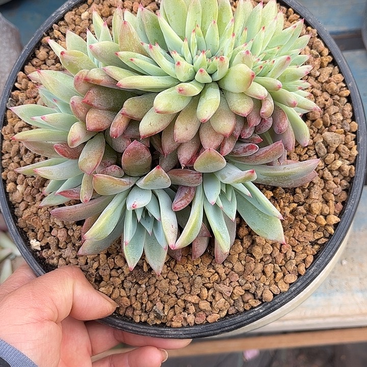 多肉植物一物一拍