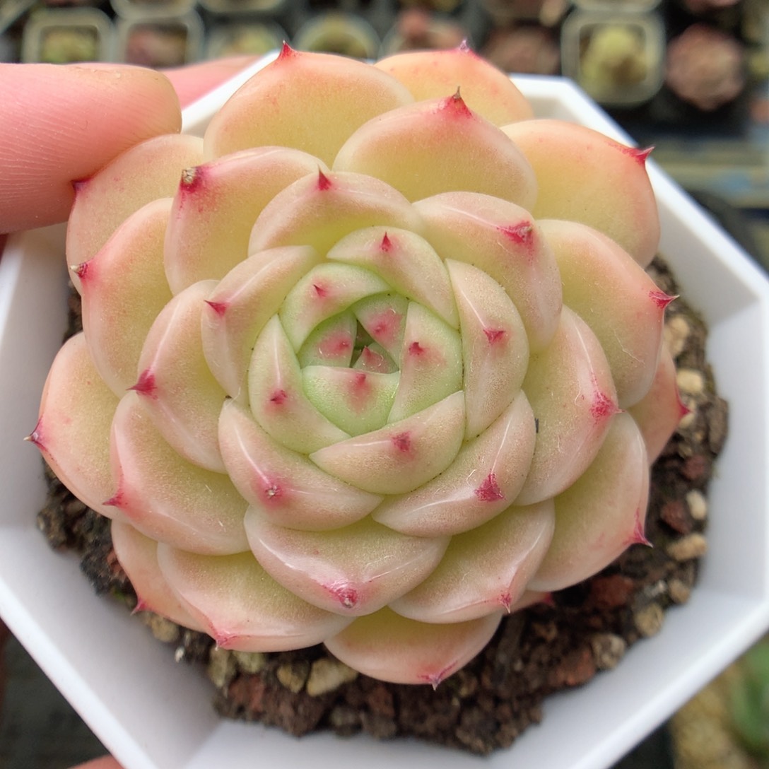 W144 ，20包邮两天凑单偏远不发货