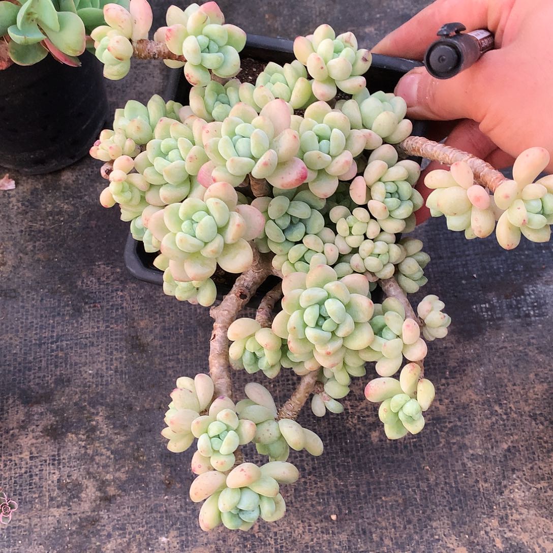 劳尔一物一拍9-104