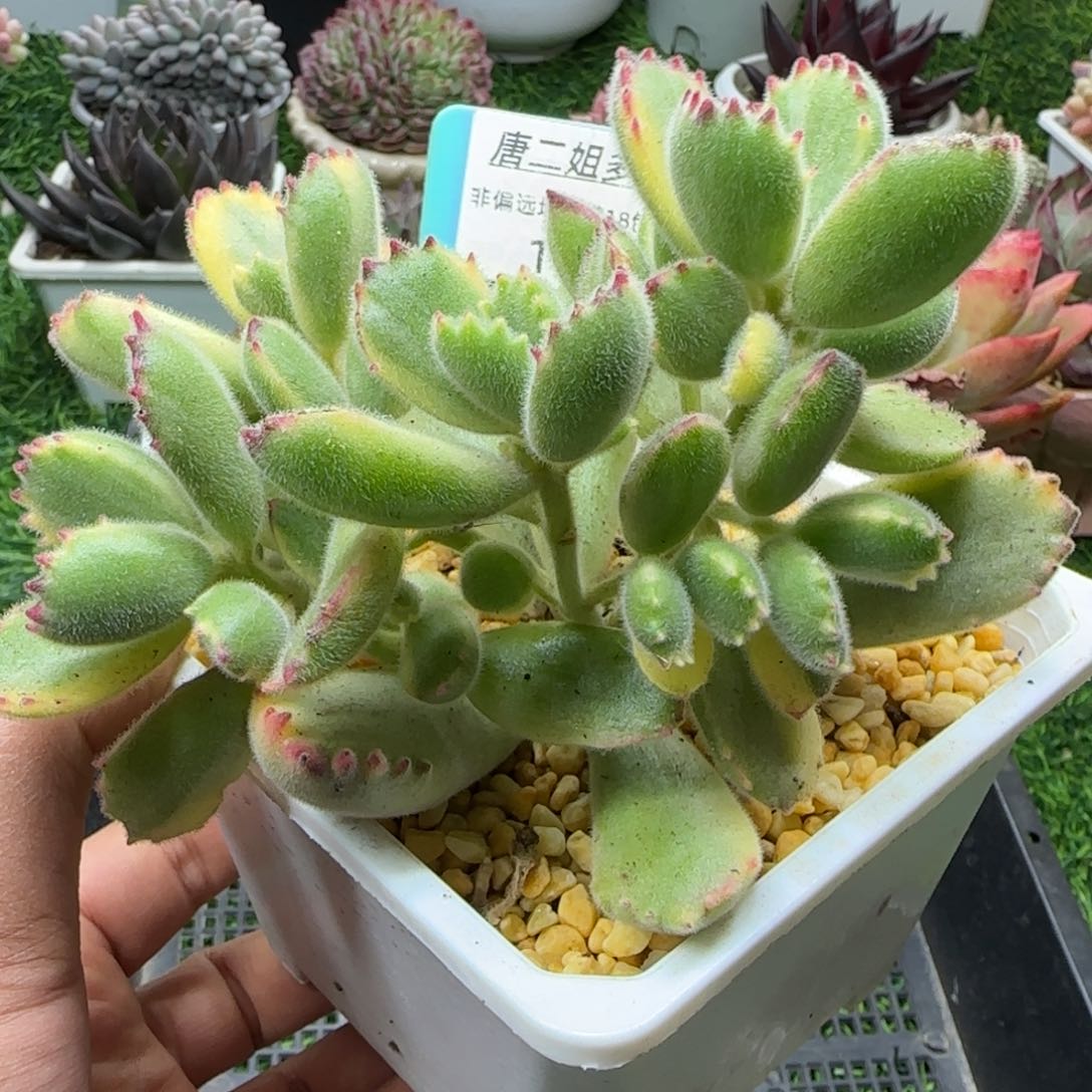 唐二姐多肉编号112