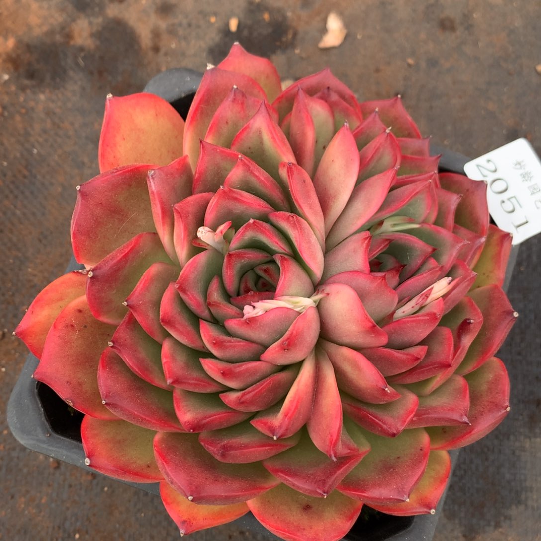 2051 杂交精品基地13厘米