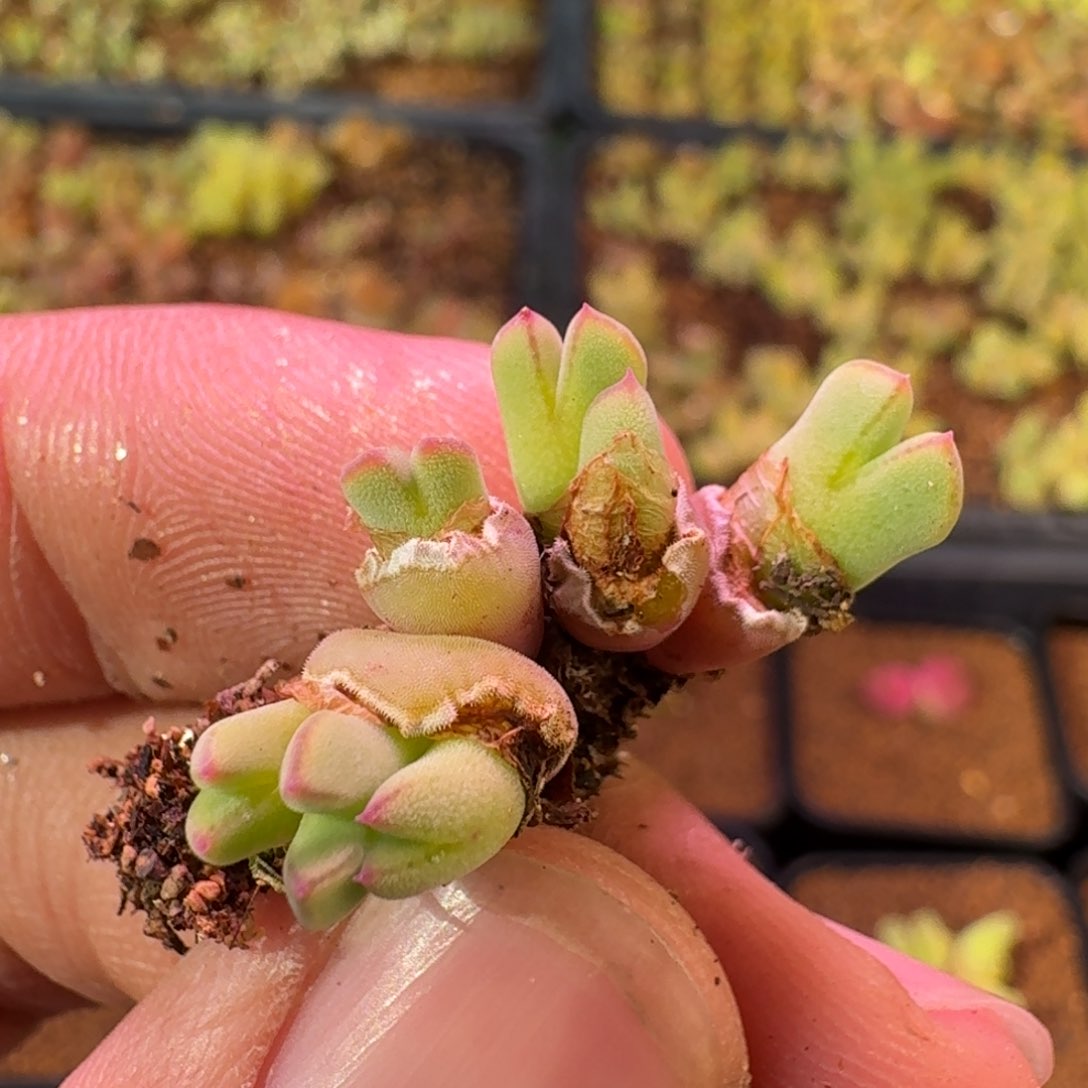 云缦精品番杏19.25