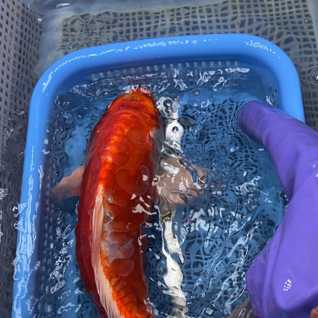 锦鲤冷水锦鲤包邮