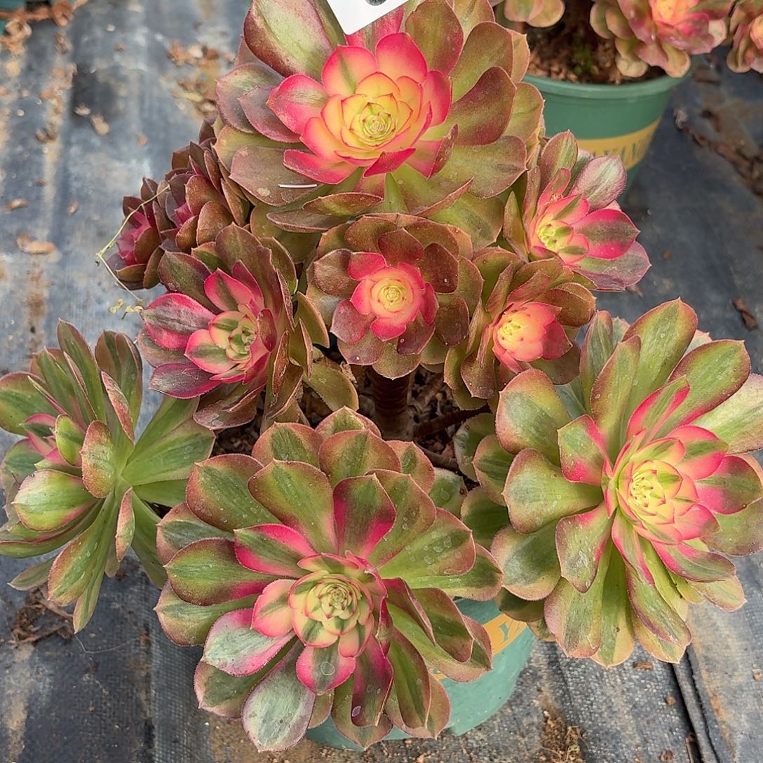 155荔枝多肉植物福利