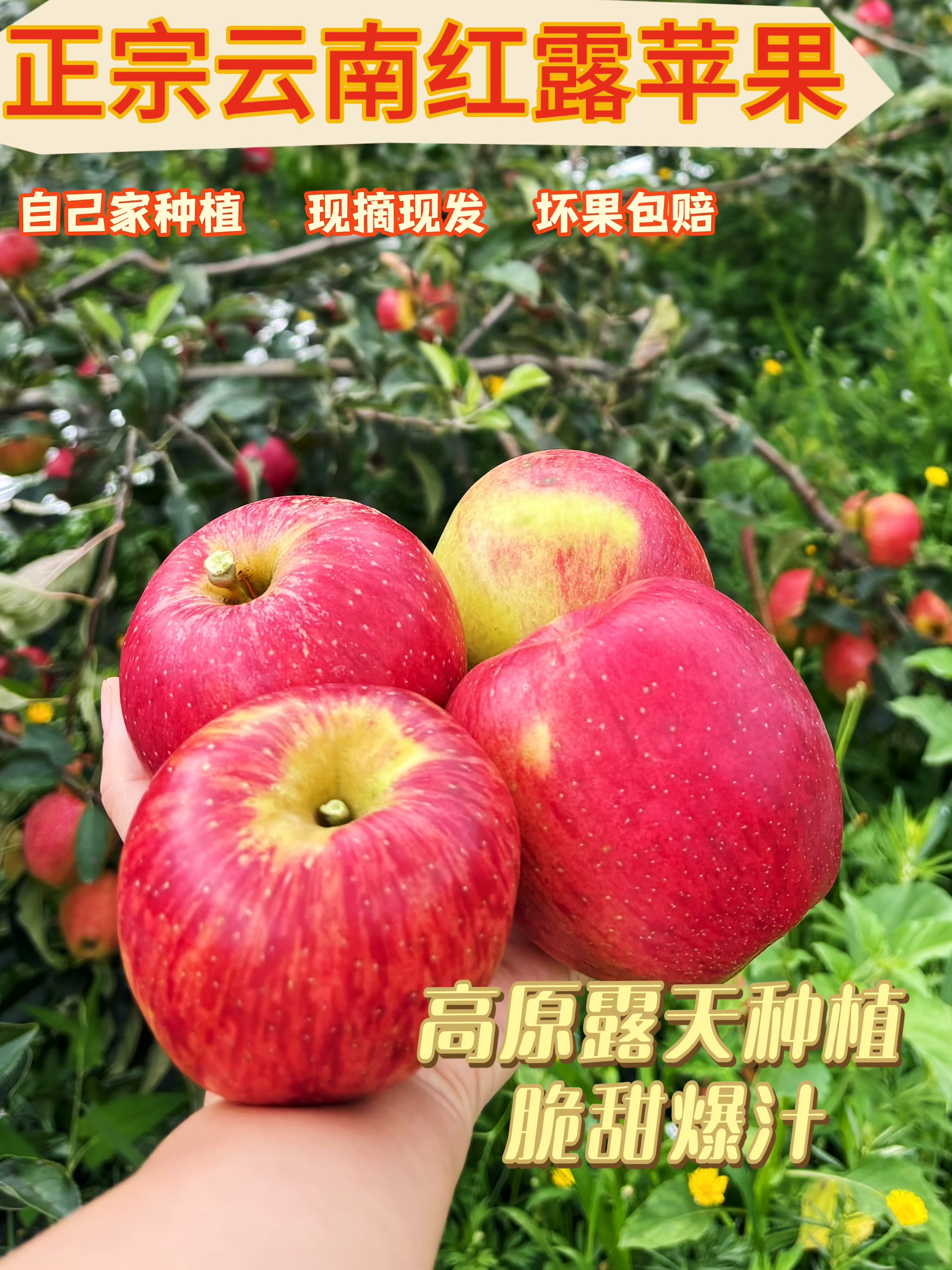 正宗红露丑苹果，脆甜多汁孕妇水果新鲜现摘