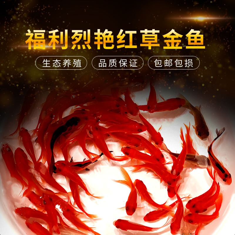 【福利31条3-5厘米】精品烈焰红草金鱼耐活金鱼冷水鱼水族观赏鱼