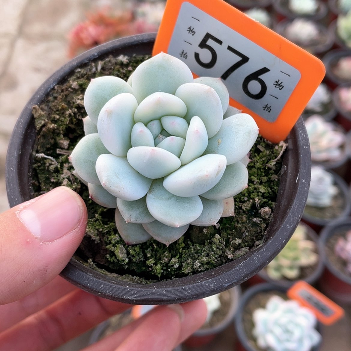 【闪购商品】576号