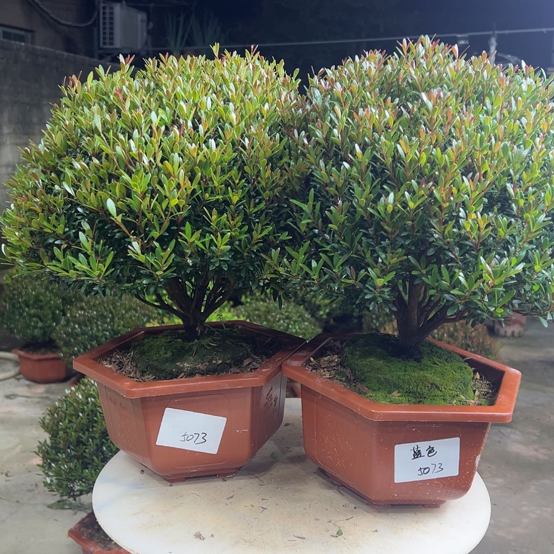 蓝***.完全开放小叶赤楠