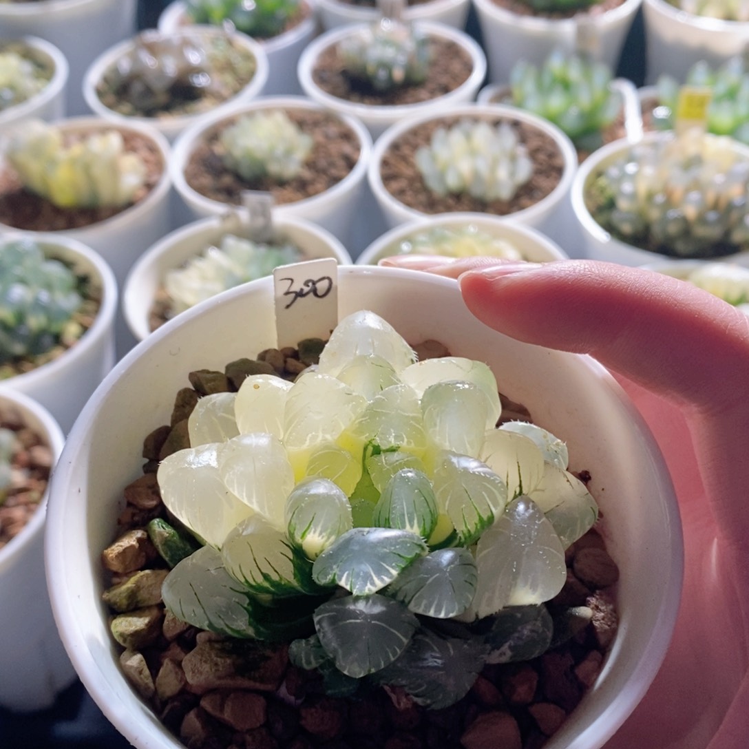 实生玉露锦多肉植物