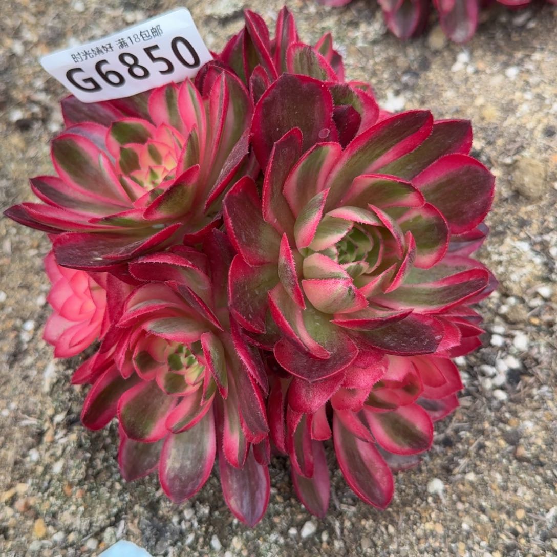 6850荔枝。多肉植物