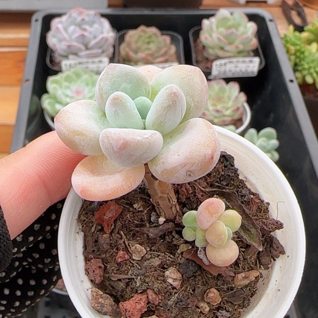 多肉0911-173洛神小老桩