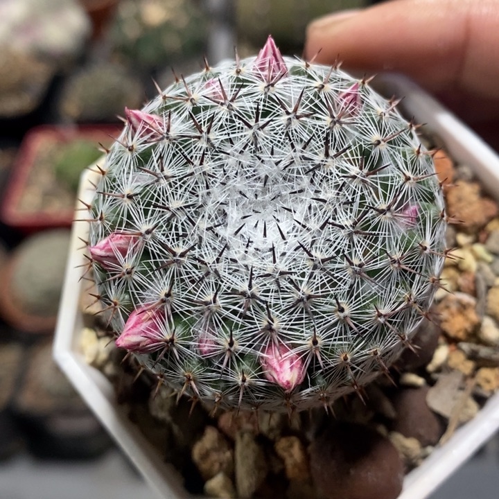 【闪购商品】恋山彦