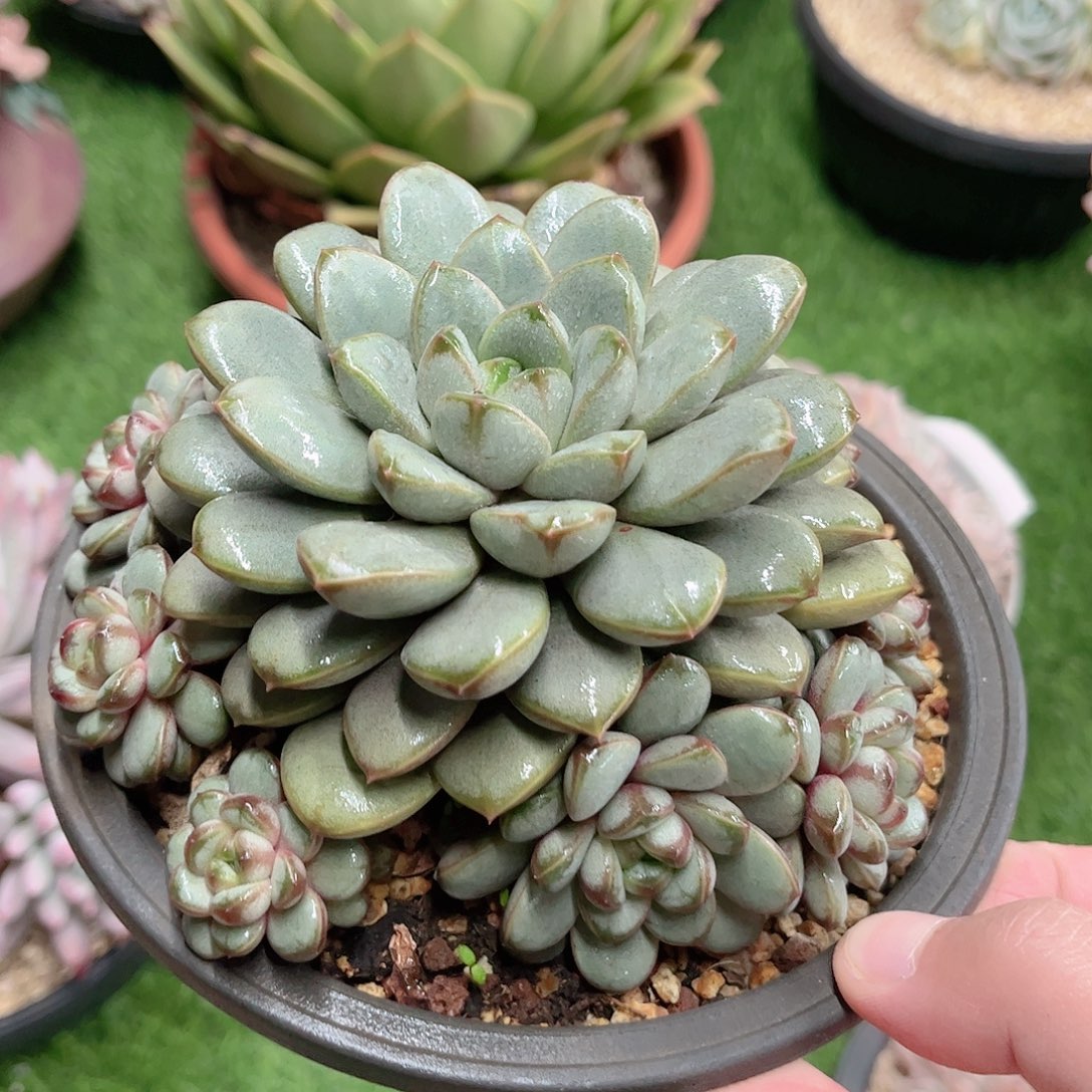 韩版葡萄捧花多肉