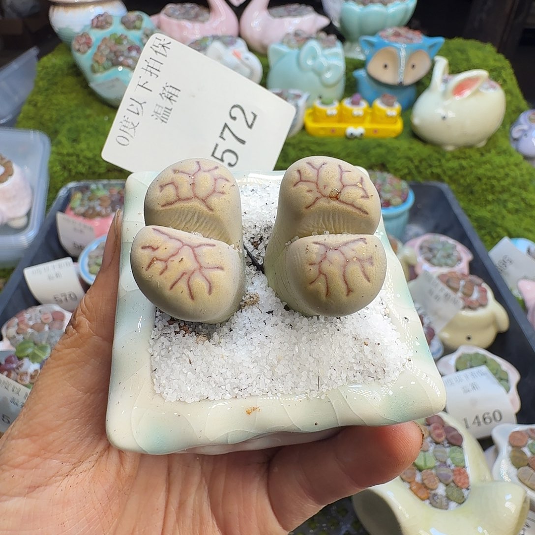 何***多肉植物福利冲572