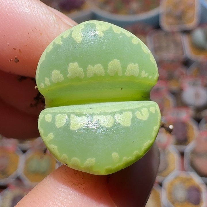 生石花111111。  320