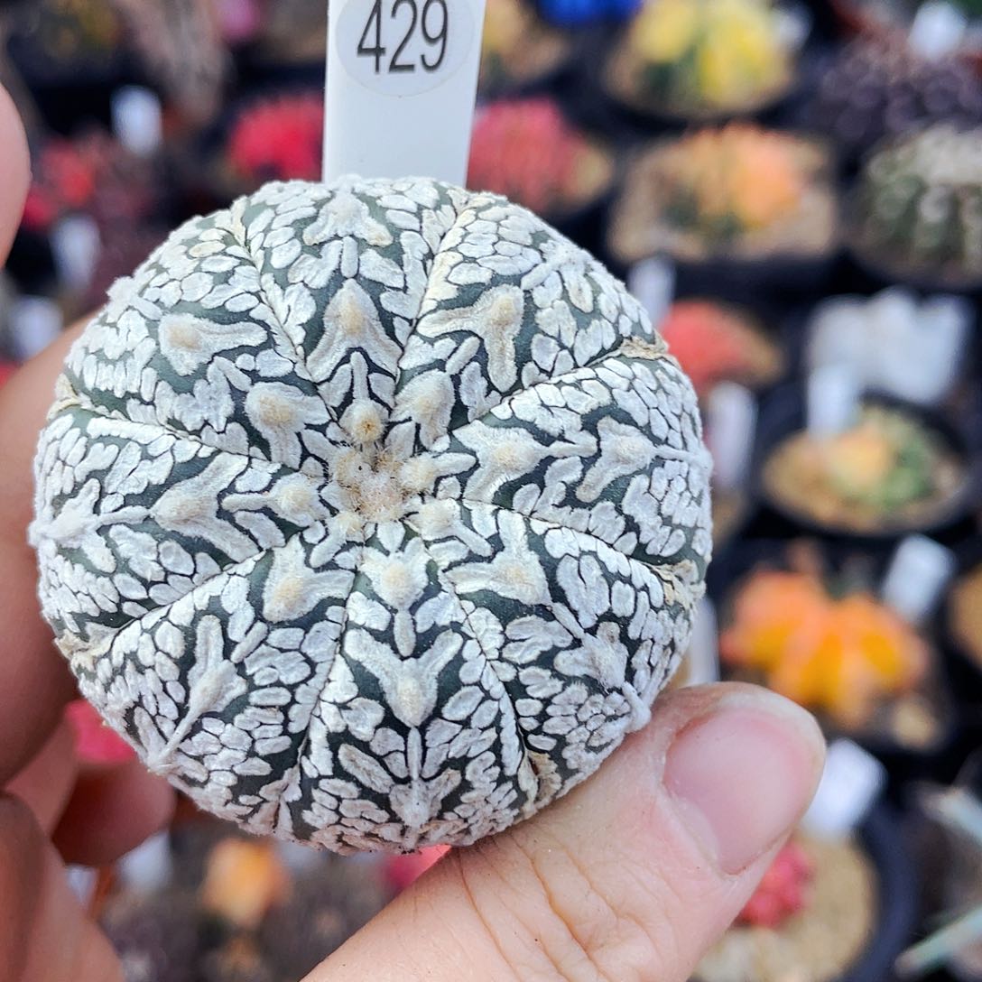 非偏远地区满25包邮仙人球