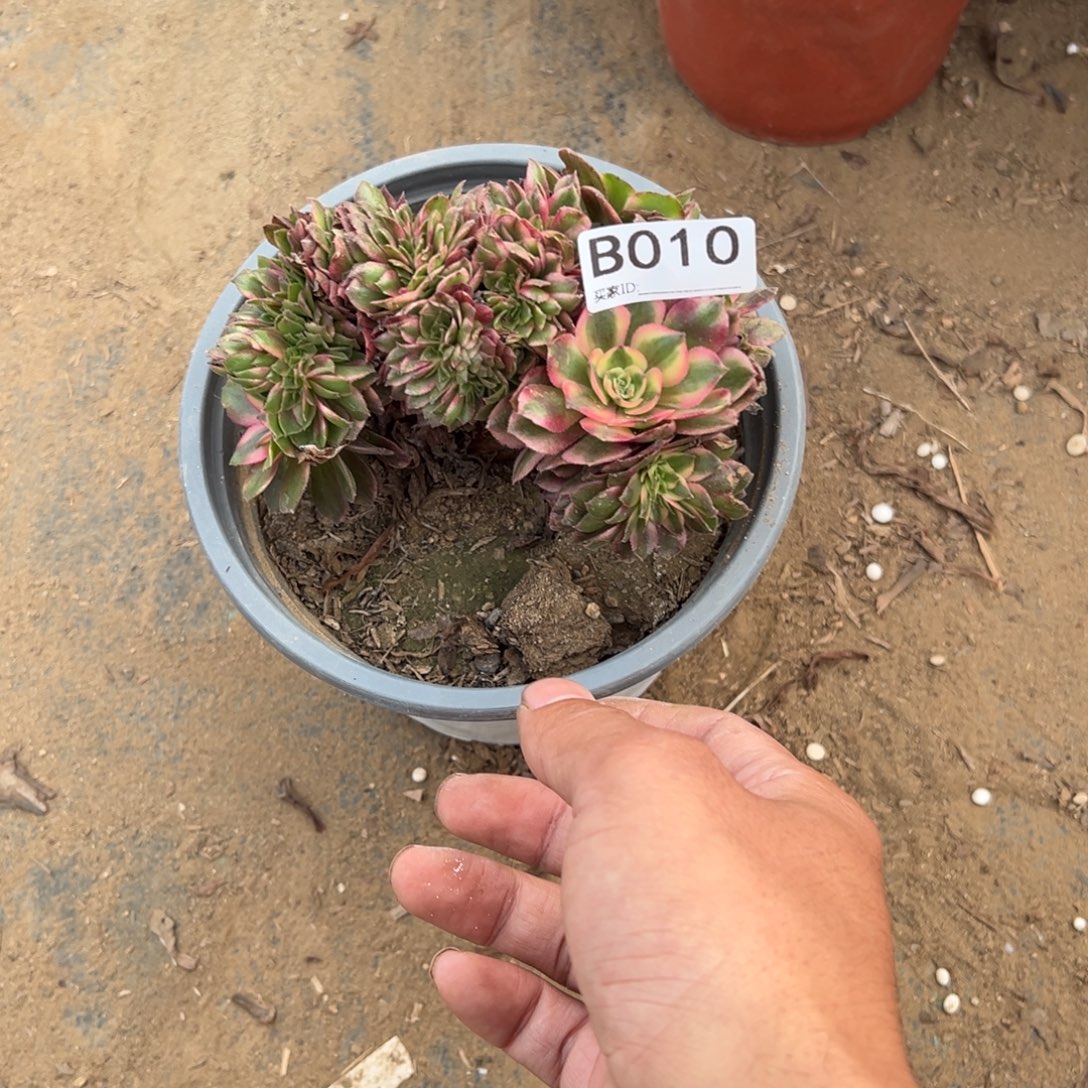 沉****010荔枝缀化多肉植物法师