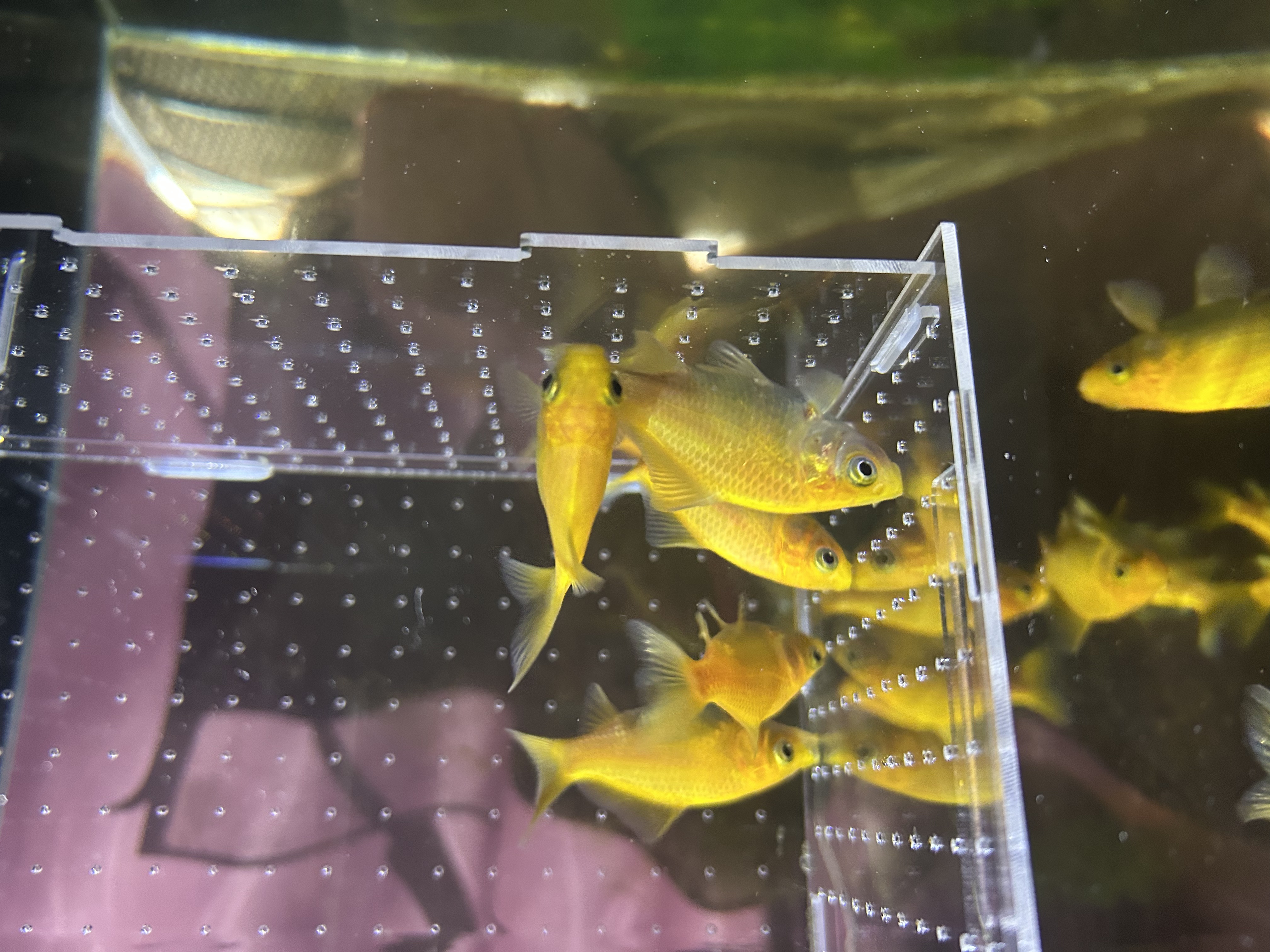 短尾草金鱼柠檬黄观赏鱼淡水耐养小型鱼