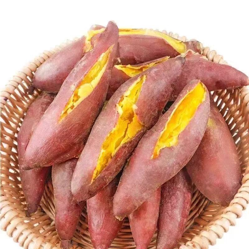 正宗沙地板栗红薯新鲜现挖红心蜜薯软糯可口X